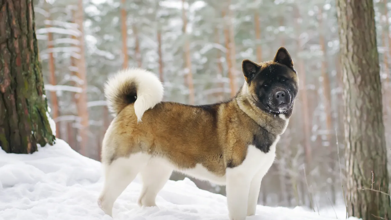 10 kutyafajta, ami imádja a hosszú, téli sétákat, akita 