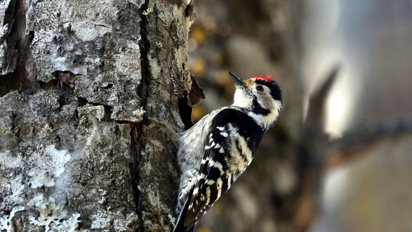 WOODPECKER Dryobates minor ttgenre lesser spotted woodpecker woodpecker ttexportgenre bird Horizontal ANIMAL 