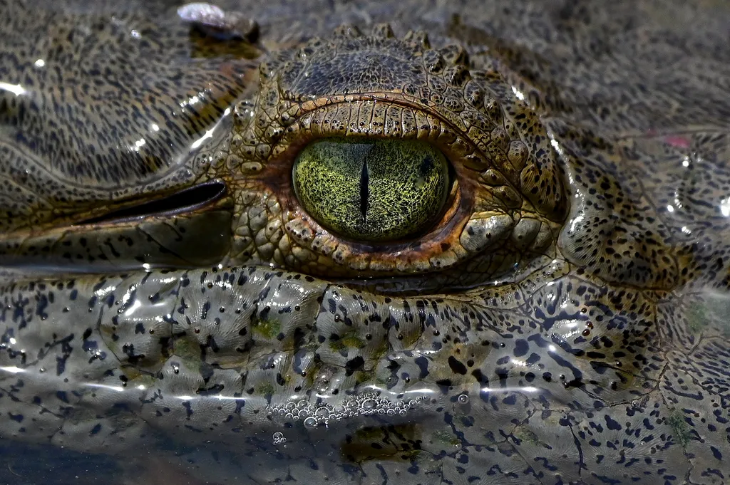 animal TOPSHOTS Horizontal CROCODILE OFFBEAT  Krokodil túra Costa Ricában 