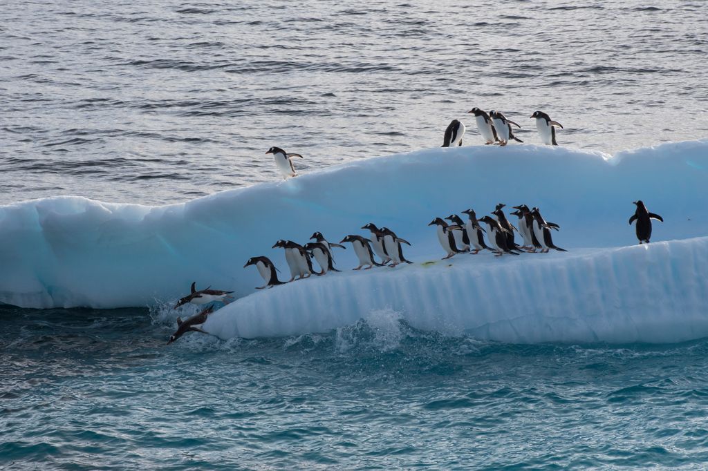 Antarktisz szamárpingvin Gentoo Penguins in the Antarctic Antarctic Peninsula Day Ice Icebergs Oceans (topography) (campaign title) February 15th, 2018. Antarctic Peninsula, Errera channel.
Gentoo penguins on an ice flow.
Greenpeace expedit 
