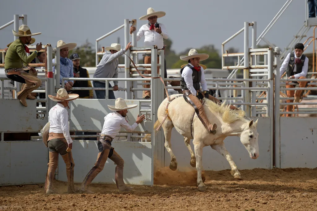 charro, mexikó, rodeó, lovas, verseny, sport, nemzeti, cowboy 