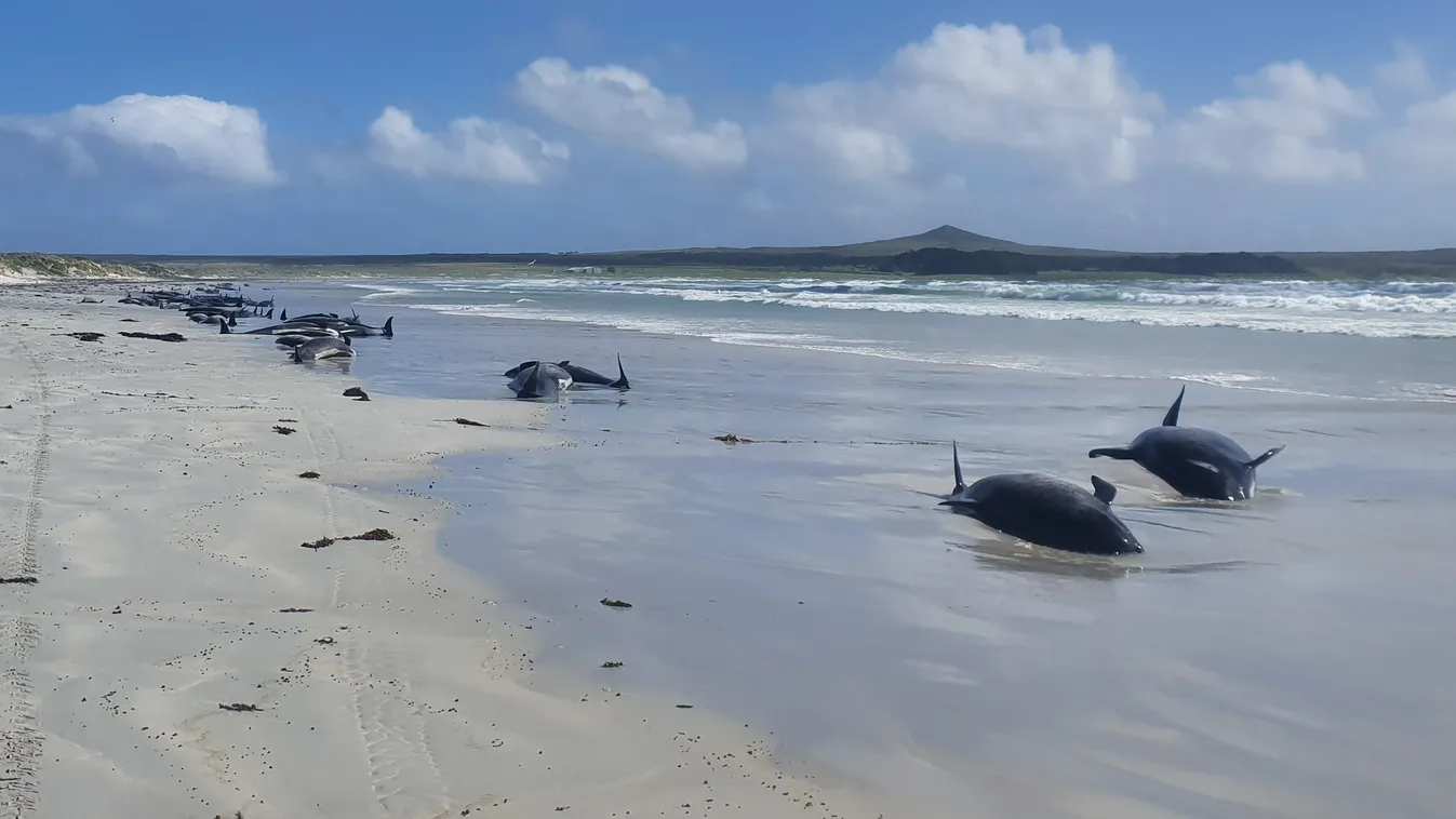 Scores of pilot whales dead in New Zealand stranding Horizontal panoramic 