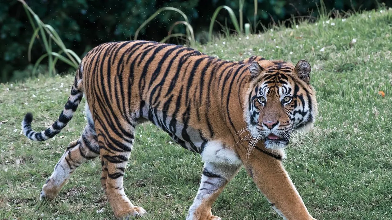Bengáli tigris 