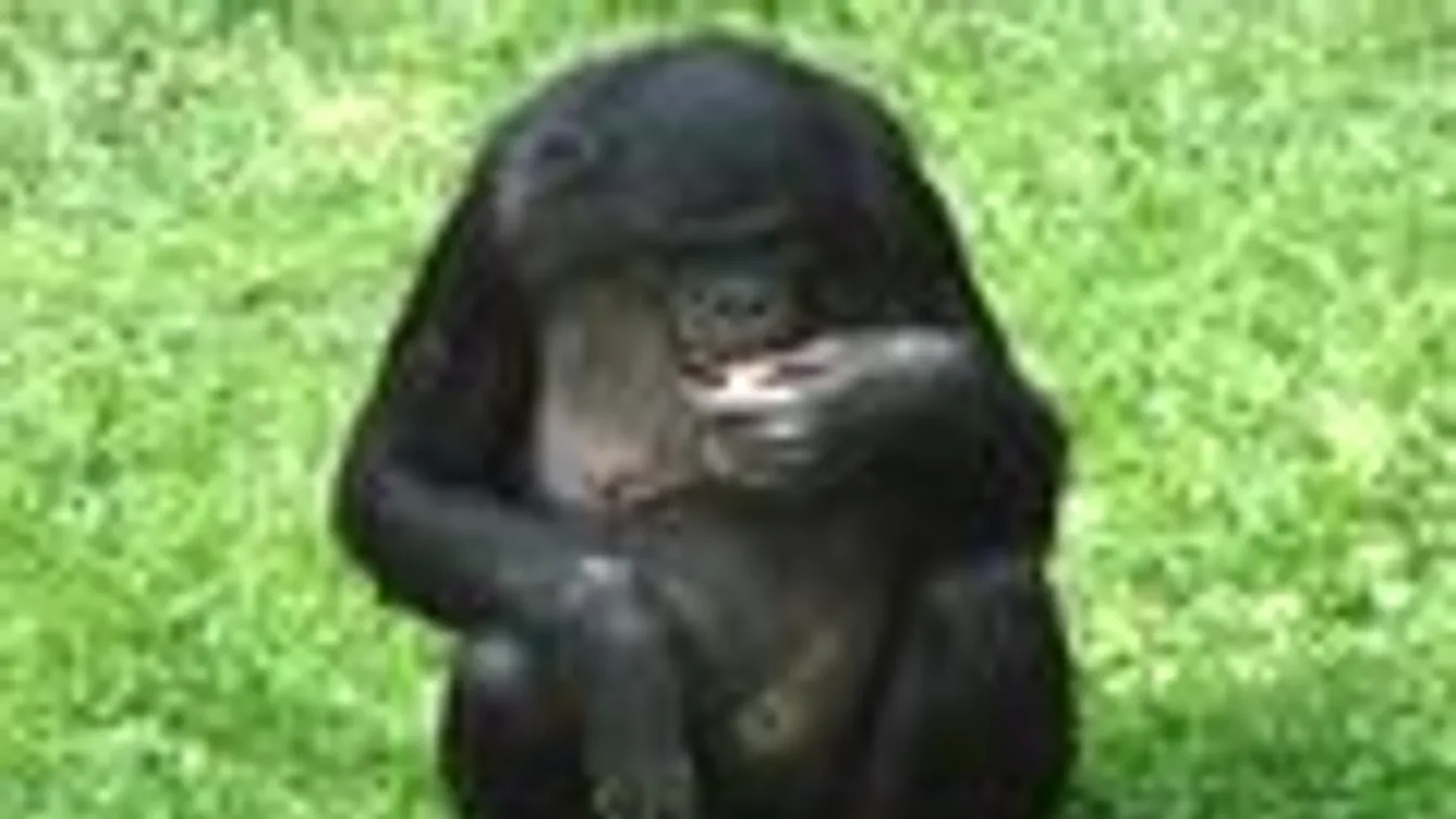 Ulindi, bonobó