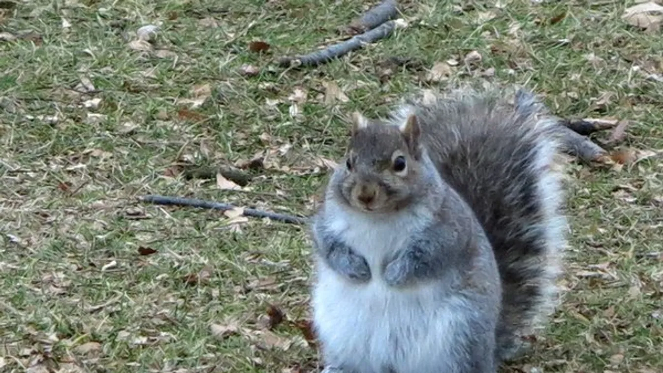 elhízott mókus 