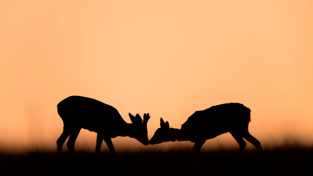 Roedeer (Capreolus capreolus) male and female face to face at dusk, Slovakia Capreolus capreolus Roe deer (Capreolus capreolus) Spring Antler Love Tenderness Profile shot Backlighting Capreolus Sexual dimorphism Morning Social contact állati szerelem 