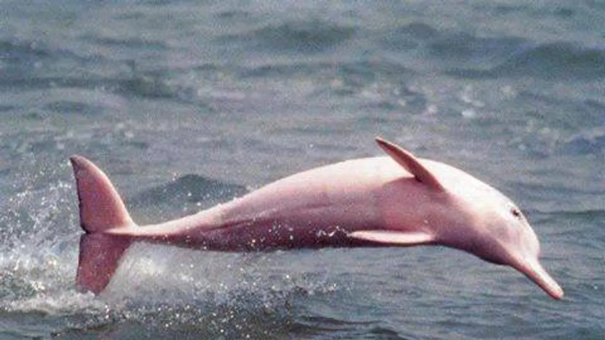 Rajzfilmfigurára hasonlít a ritka rózsaszín delfin - ORIGO