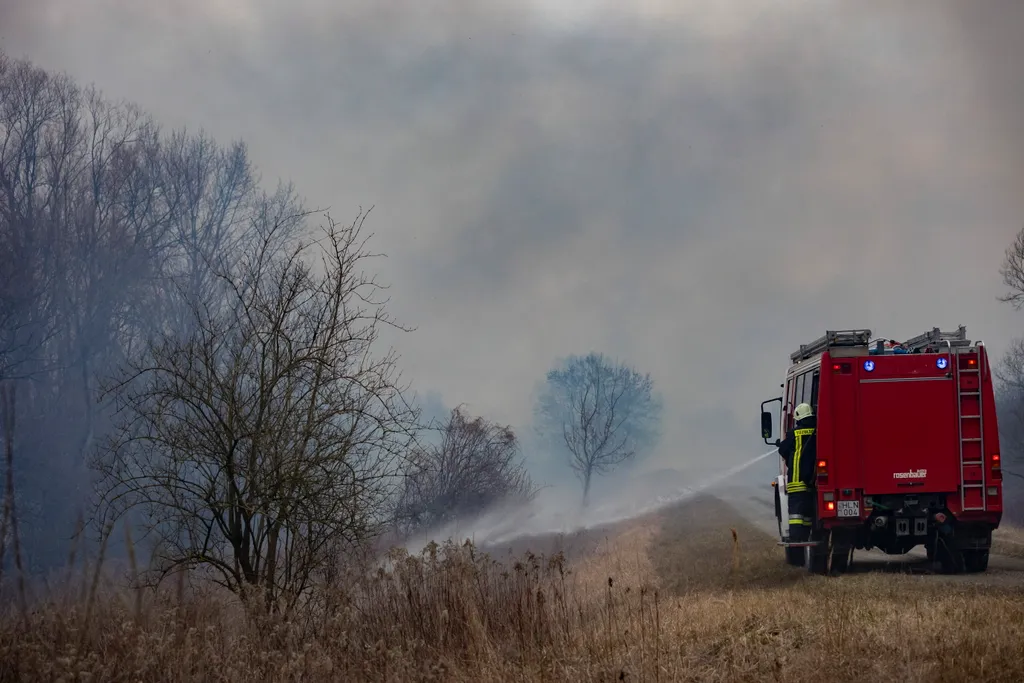 aljnövényzet a Kis-Balaton térségében - képek 