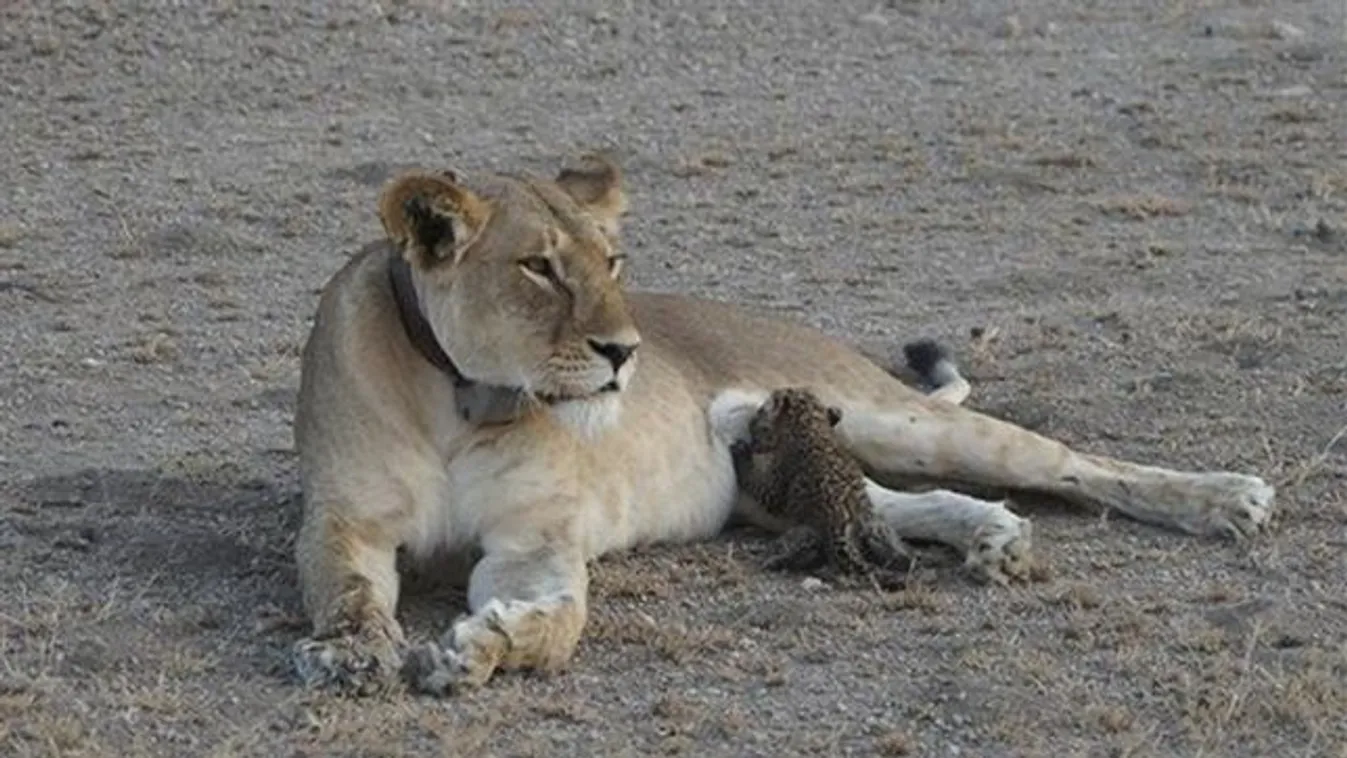 leopárdot szoptató oroszlán 
