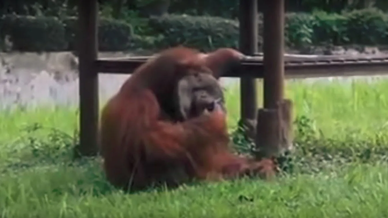 orangután, Indonézia, állatkert 
