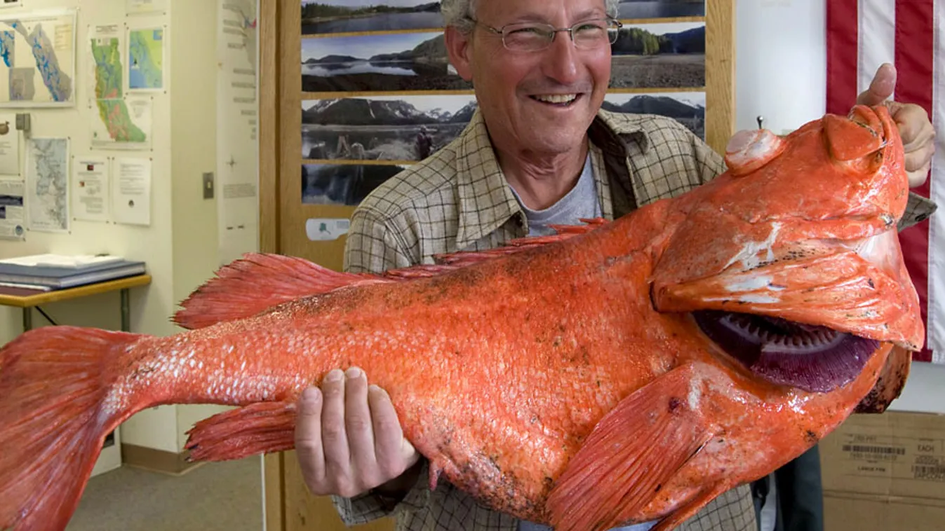 200 éves hal, Henry Fisherman sporthorgász mutatja a rekordméretű, 104 centiméteres és 17,69 kilogrammos dülledtszemű álsügérét az alaszkai Sitkában 2013. június 21-én.
