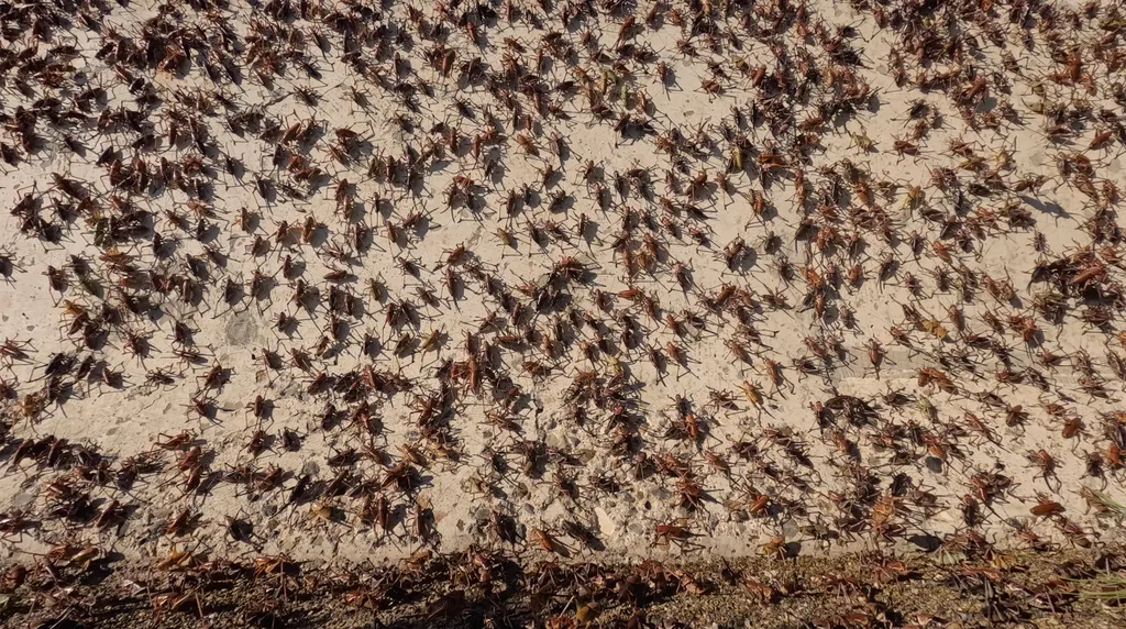 mormon tücsök, invázió, tücsökinvázió, Nevada állam, USA, Spring Creek, 2023. 06. 20. 