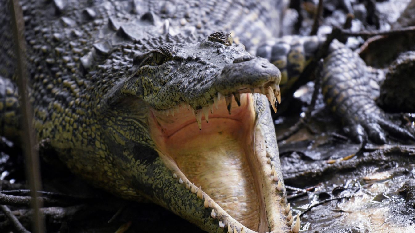 Horizontal ENVIRONMENT NATURE RESERVE CROCODILE MANGROVE SWAMP - krokodil 