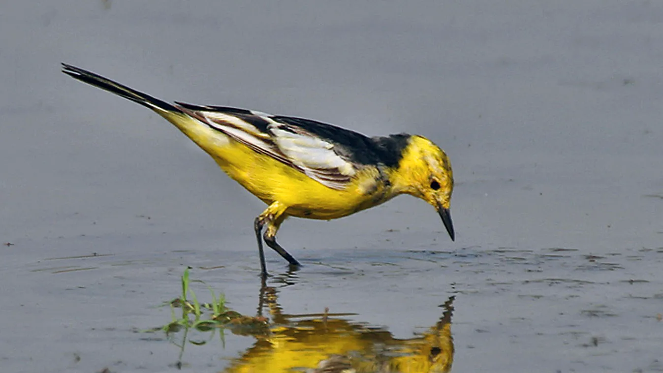 Citrombillegető (Motacilla citreola) 