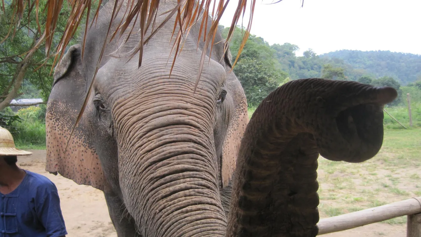 Thaiföld elefánt 