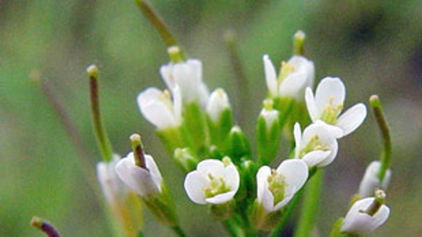 lúdfű (Arabidopsis thaliana), taposóakna-mentesítés növénnyel