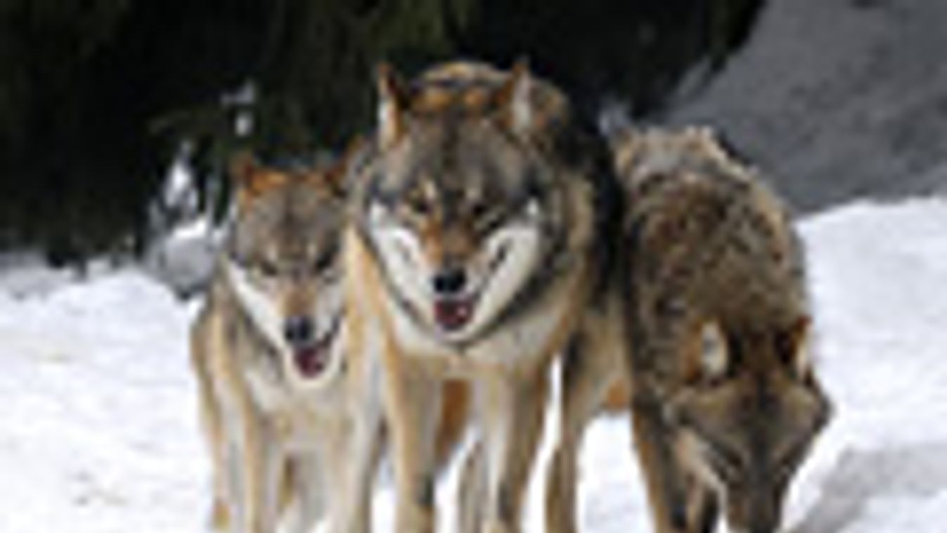 farkasfalka, szürke farkasok egy bajor nemzeti parkban