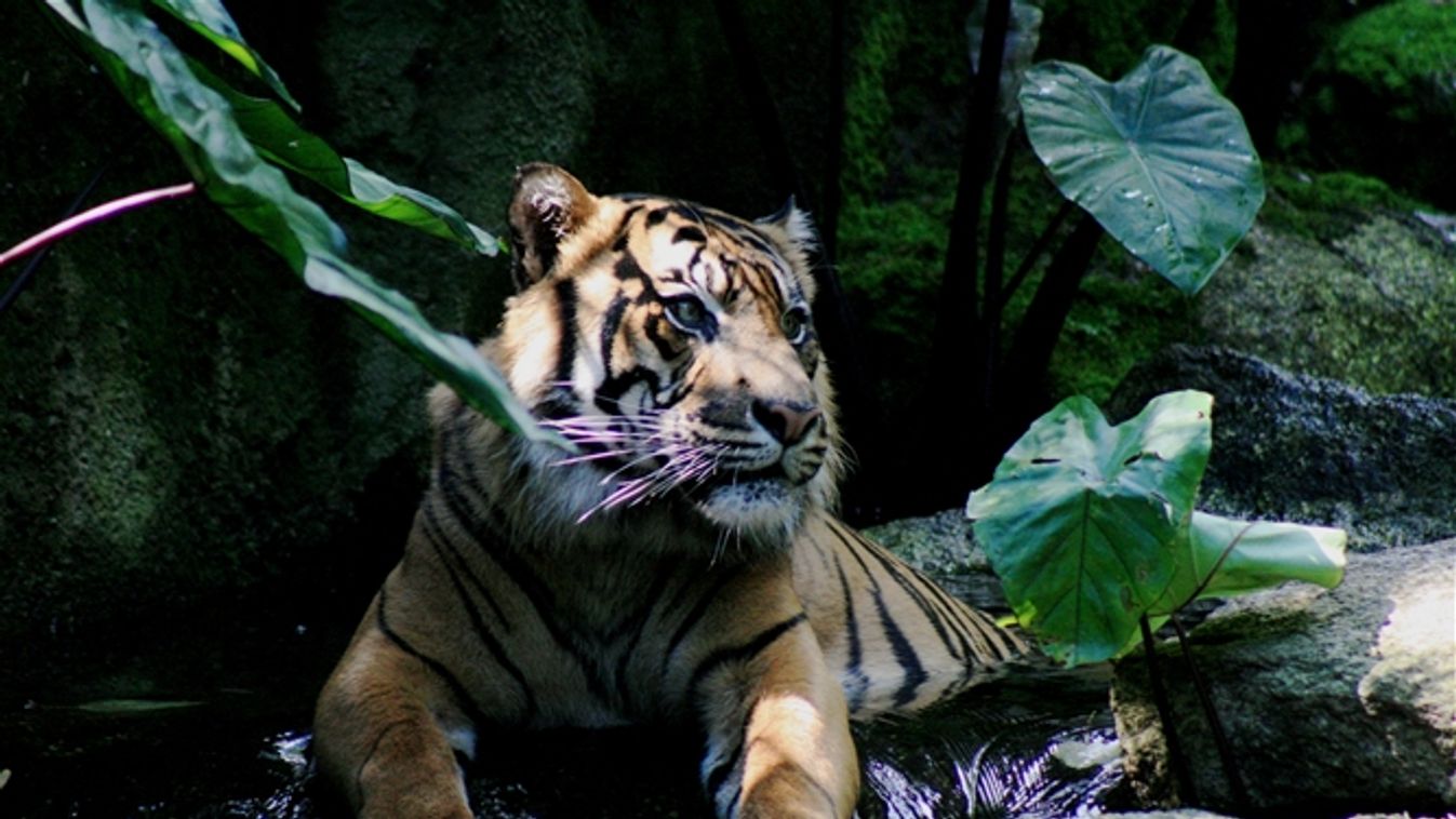 szumátrai tigris 
