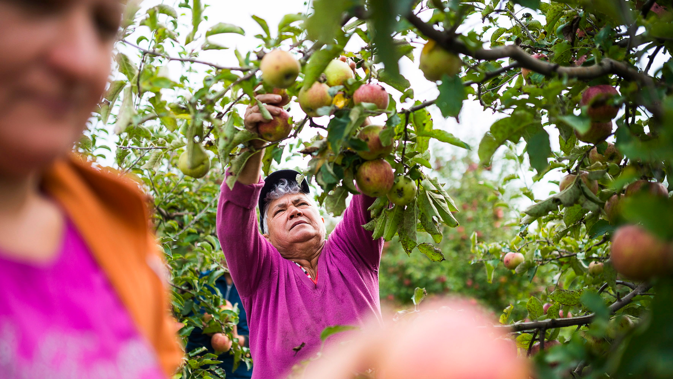 alma almafa almaszüret dolgozik fa Foglalkozás gyümölcs gyümölcsfa HÉTKÖZNAPI munkás NÖVÉNY SZEMÉLY szüretel Napkor, 2014. szeptember 22.
Mezőgazdasági idénymunkások jonagored almát szednek Tudlik Tamás őstermelő almáskertjében a Szabolcs-Szatmár-Bereg me