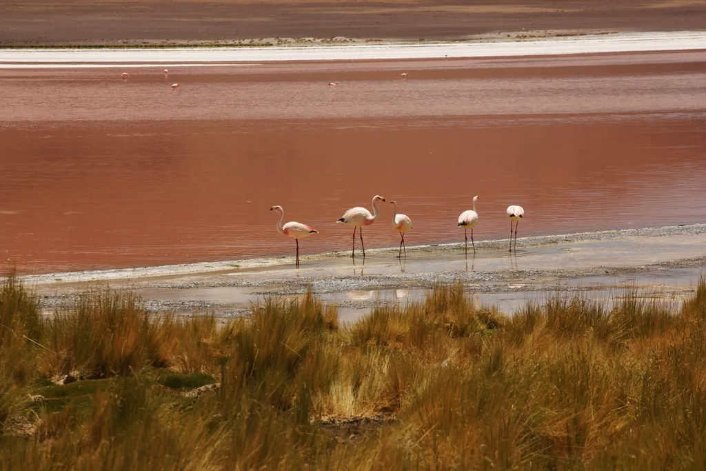 Laguna Colorada Bolívia 