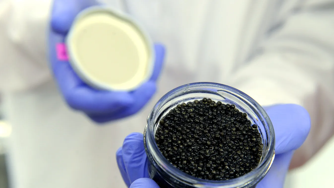 Caviar production without killing the sturgeon  tokhal kaviár 