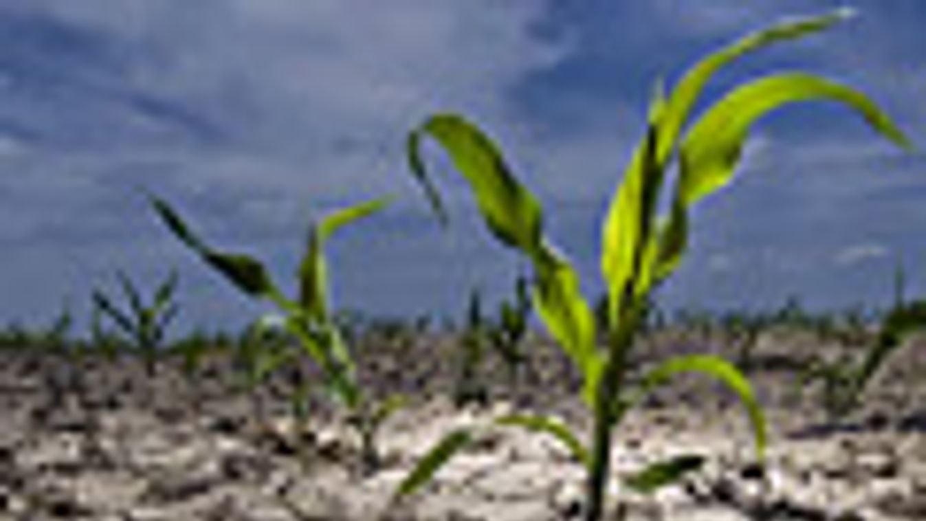 hőségriadó, kánikula, aszály, hazai klímaváltozás, A szárazság miatt összerepedezet kukoricaföld látható Szentes határában