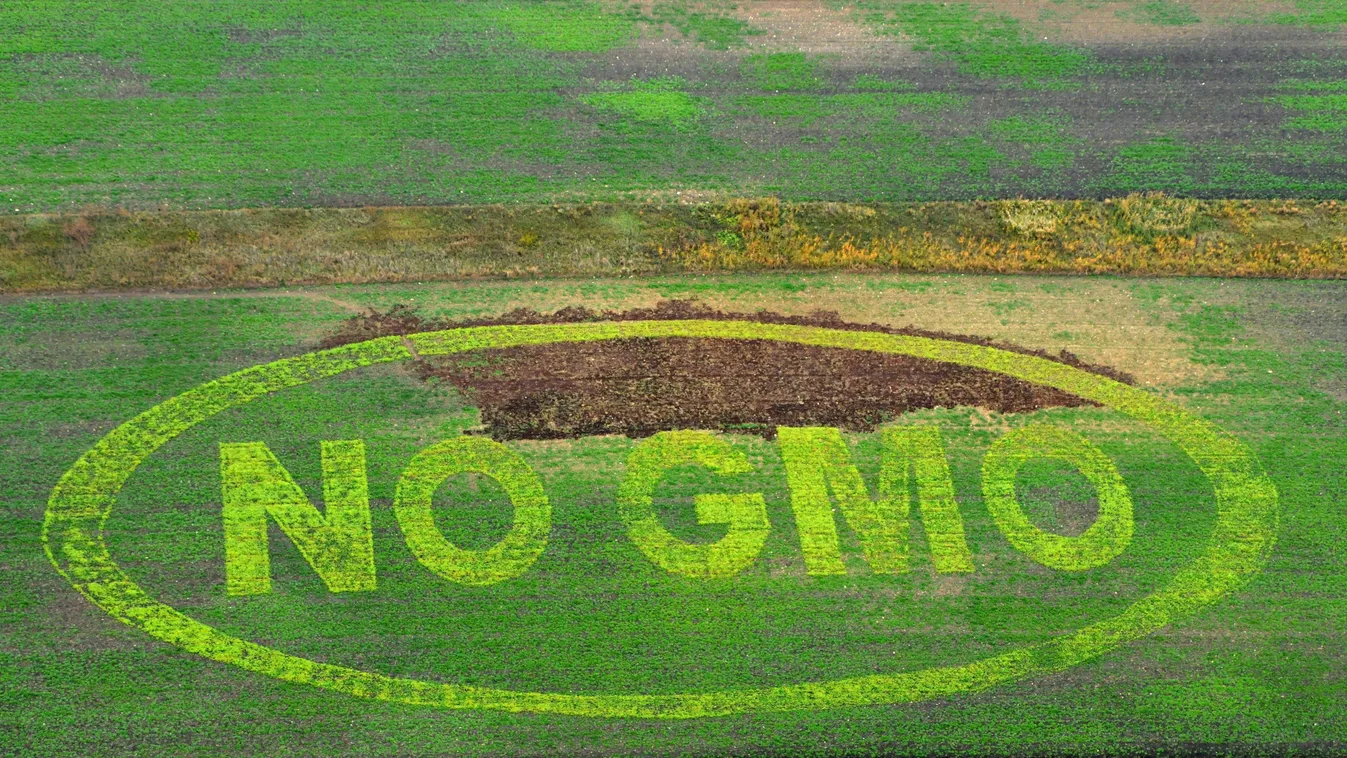 gmo 