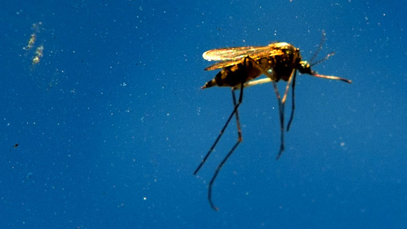 szúnyogriasztó kütyü teszt, szúnyog Kübekházán
