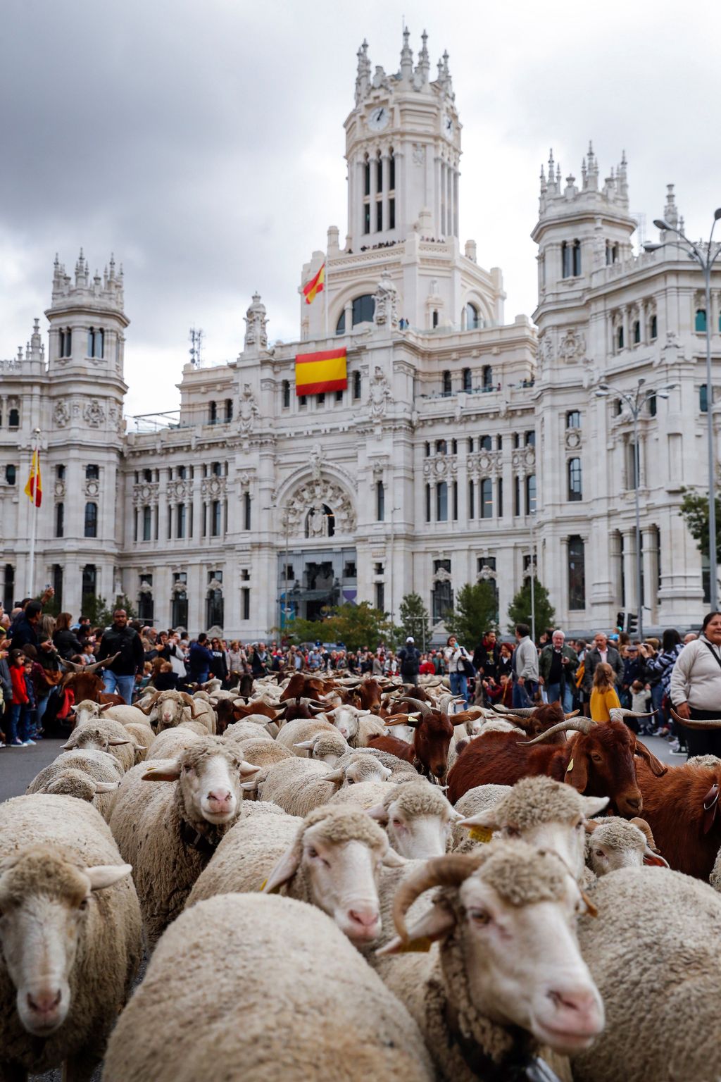 Őszi birkaterelés Spanyolországban 