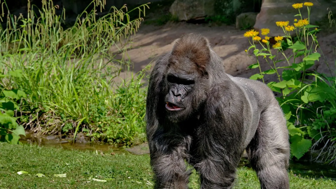 Fritz, Nürnbergi Állatkert, legöregebb gorilla 