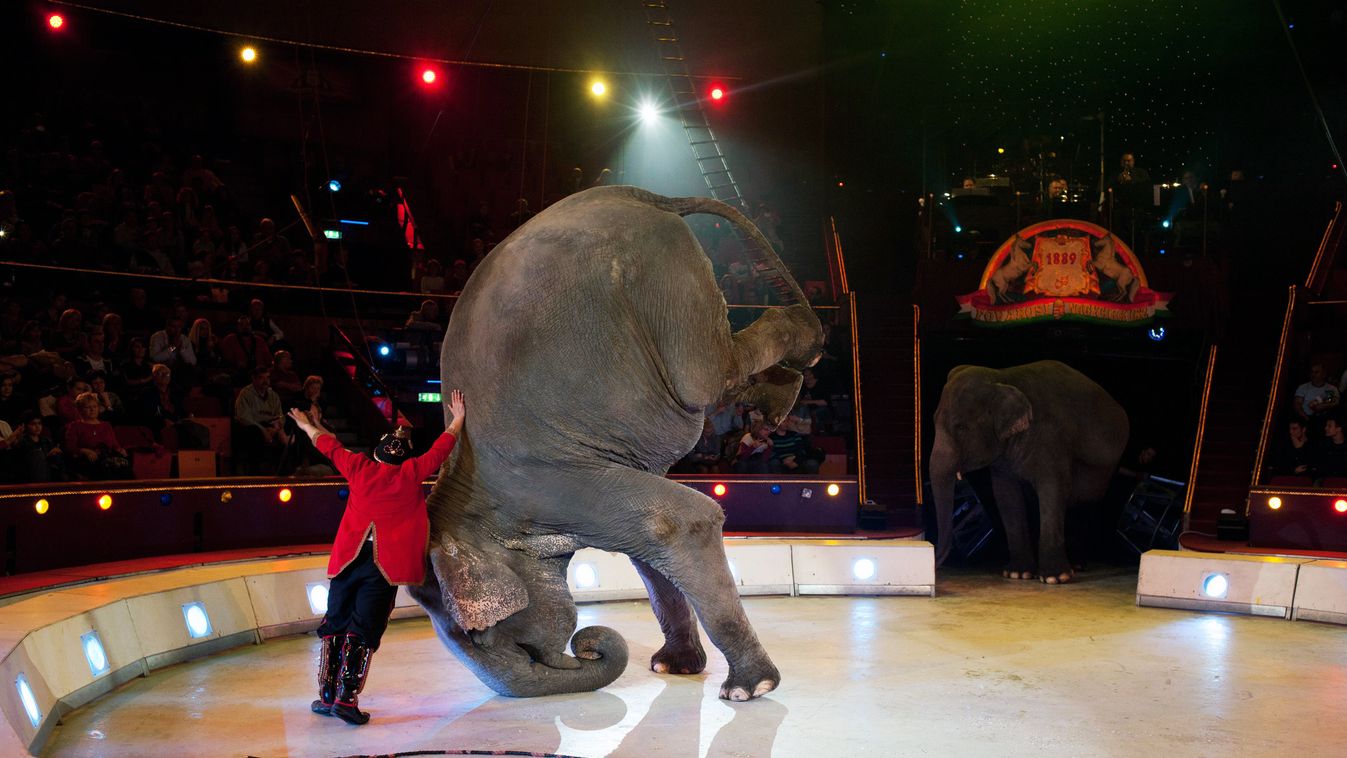 az állatok cirkuszi alkalmazása, Corrado Togni egy elefántszámot mutat be az olasz Togni Cirkusz Circus Maximus című előadásának főpróbáján a Fővárosi Nagycirkuszban 2013. április 5-én 