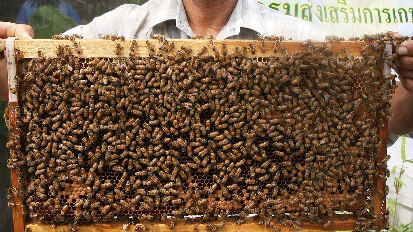 méhek thaiföld 