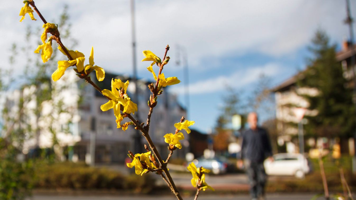 Virágzik az aranyvessző, népi nevén aranyeső Nagykanizsán.  A tavasz első jeleire szirmot bontó növényen a novemberi enyhe időjárásnak köszönhetően kinyílt néhány virág. 