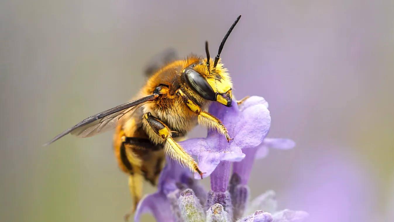 Veszélyben vannak a méhek - Ültess olyan virágokat, amikkel jövőt adsz az emberiségnek! 