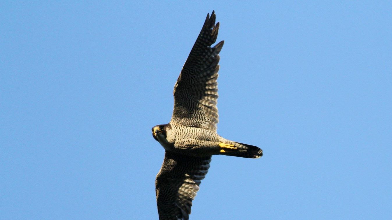 vándorsólyom, Falco peregrinus 