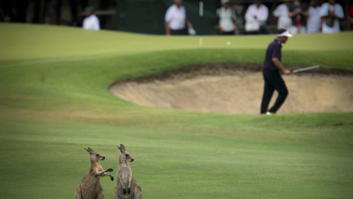 Kenguru - golfpálya - Ausztrália 