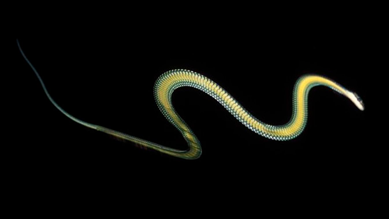 repülőkígyó, Chrysopelea paradisi 