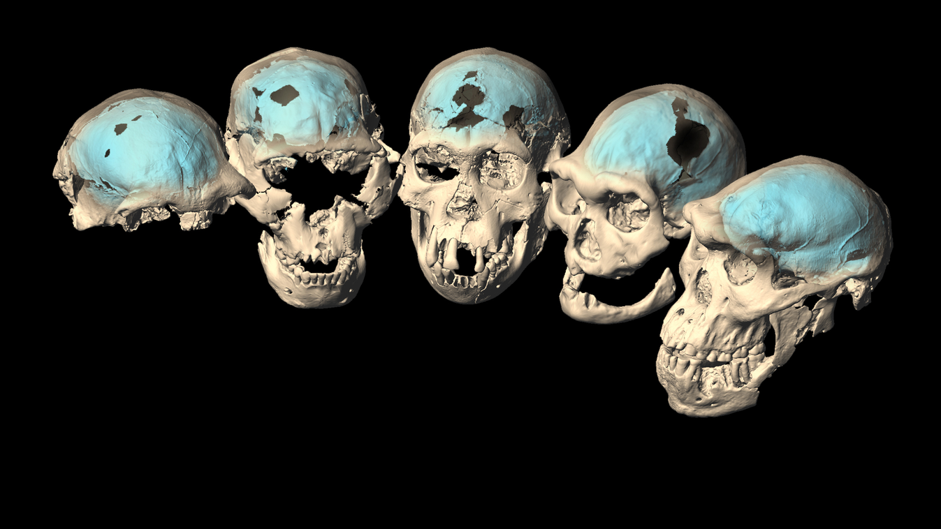 Homo erectus, koponya 