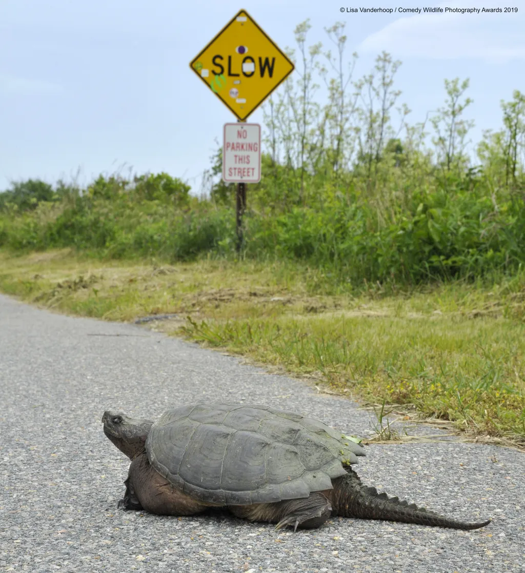 The Comedy Wildlife Photography Awards 2019
Lisa Vanderhoop
Aquinnah
United States
Phone: (508)560-5707
Email: seadogsproductions@hotmail.com
Title: Snarling Snappin' in the Slow Lane
Description: Slow is the way to go for this snapping turtle. A law abid