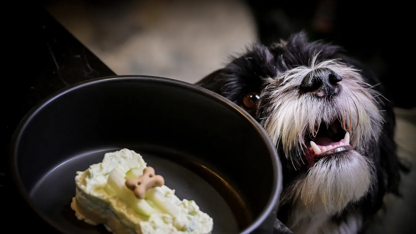animal restaurants Horizontal OFFBEAT, Csúcsminőségű kutya étterem nyílt Rómában 