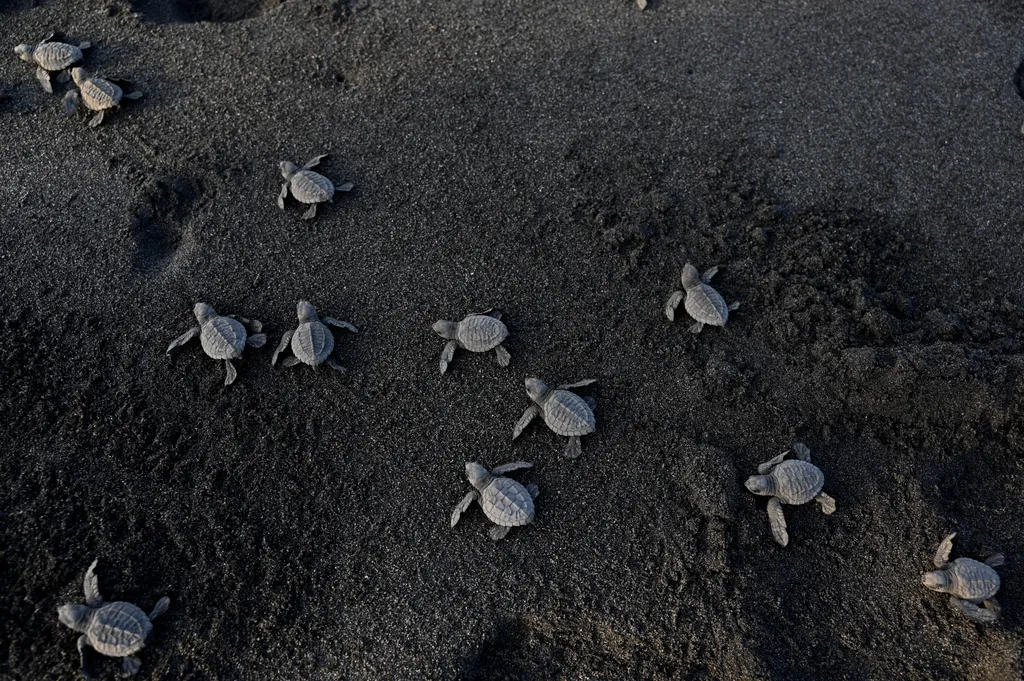 Fekete teknős, Teknősöket engedtek szabadon Guatemela tengerpartján 