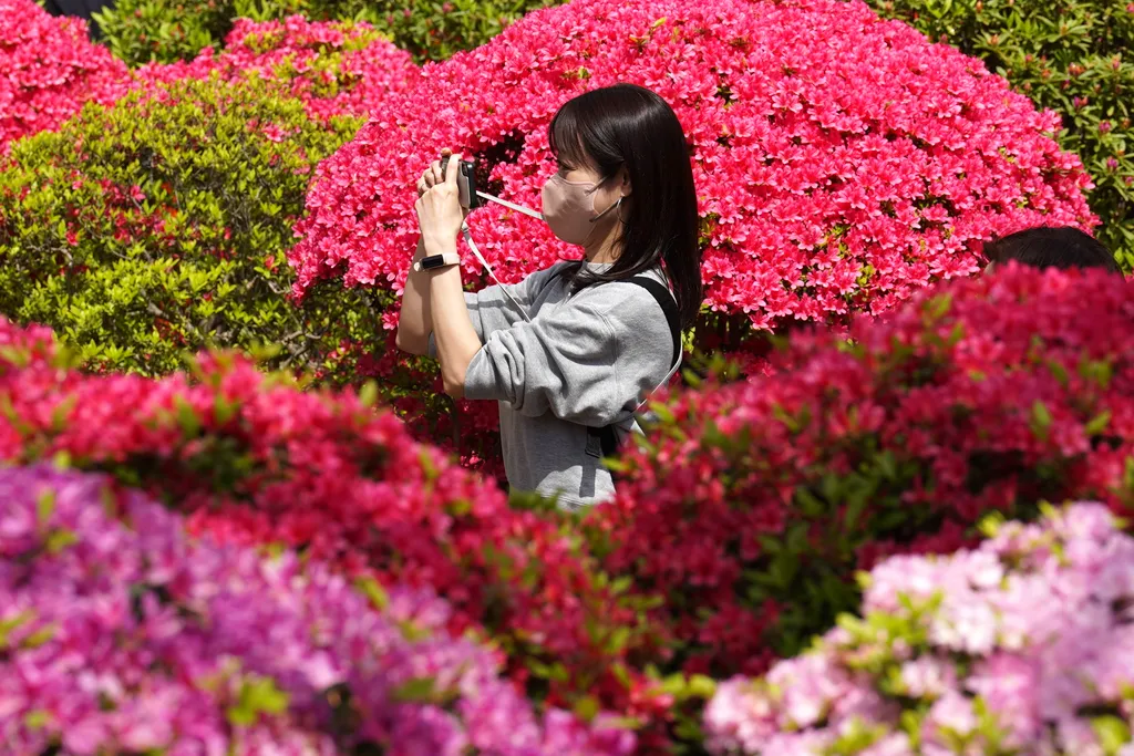 Azálea-virágzás Japánban
Látogató virágzó azáleák között a tokiói Nedzu szentély kertjében 2023. április 11-én. Április közepétől május elejéig száz különböző fajta mintegy 3000 növénye virágzik az egyik legősibb japán szentély, a mintegy 1900 éves Nedzu 