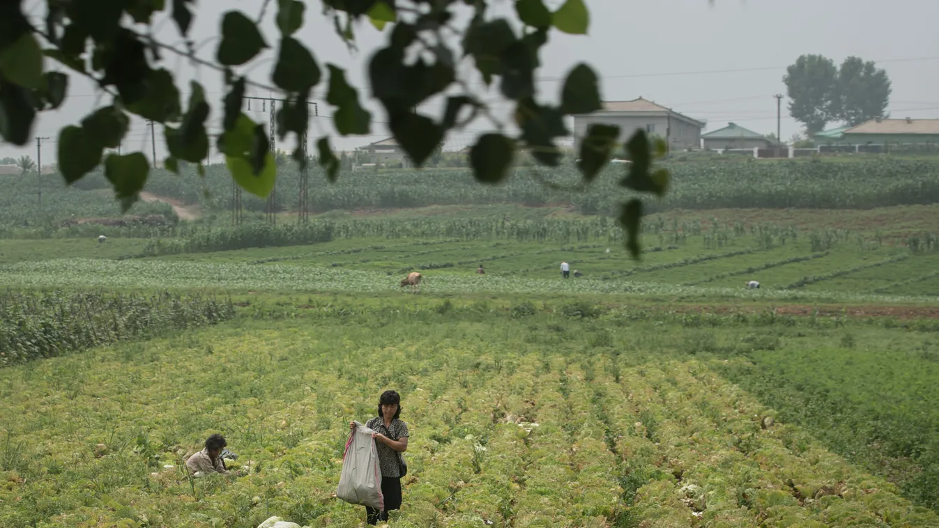Észak-Korea mezőgazdaság 