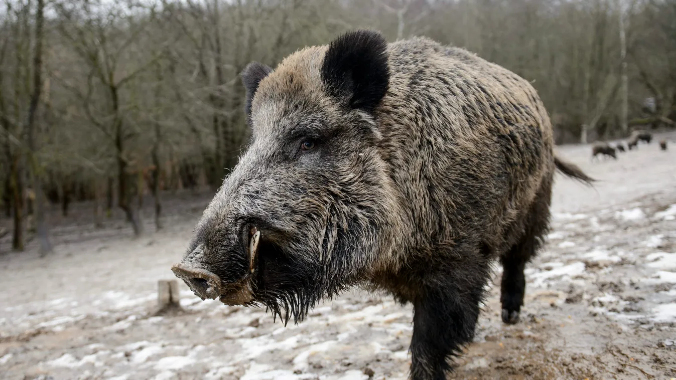 ÁLLAT somoskői vadaspark vadállat vadaspark vaddisznó Salgótarján, 2015. január 10.
Vaddisznó (Sus scrofa) az Ipoly Erdő Zrt. somoskői vadasparkjában, Salgótarjánban 2015. január 10-én, ahol télen etetik a vadakat.
MTI Fotó: Komka Péter 