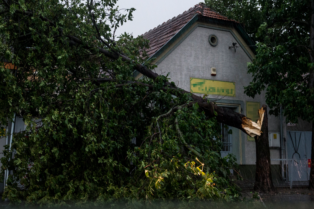 Soltvadkert, 2020. augusztus 4.
Viharban kettétört fa Soltvadkerten 2020. augusztus 4-én. Az Országos Meteorológiai Szolgálat (OMSZ) erre és a következő napra nagyobb mennyiségű csapadékra figyelmeztetett több megyében is. A felhőszakadás veszélye miatt B