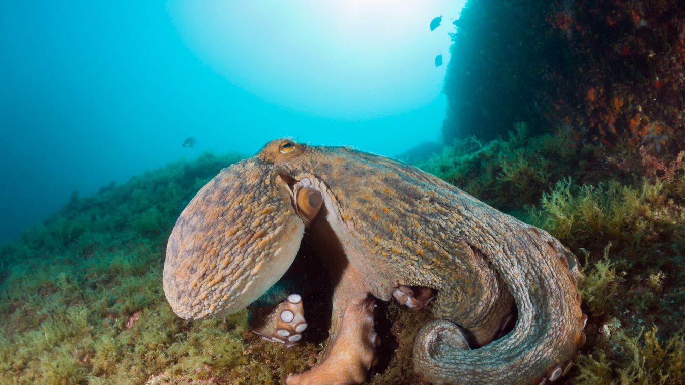 Octopus vulgaris polip 
