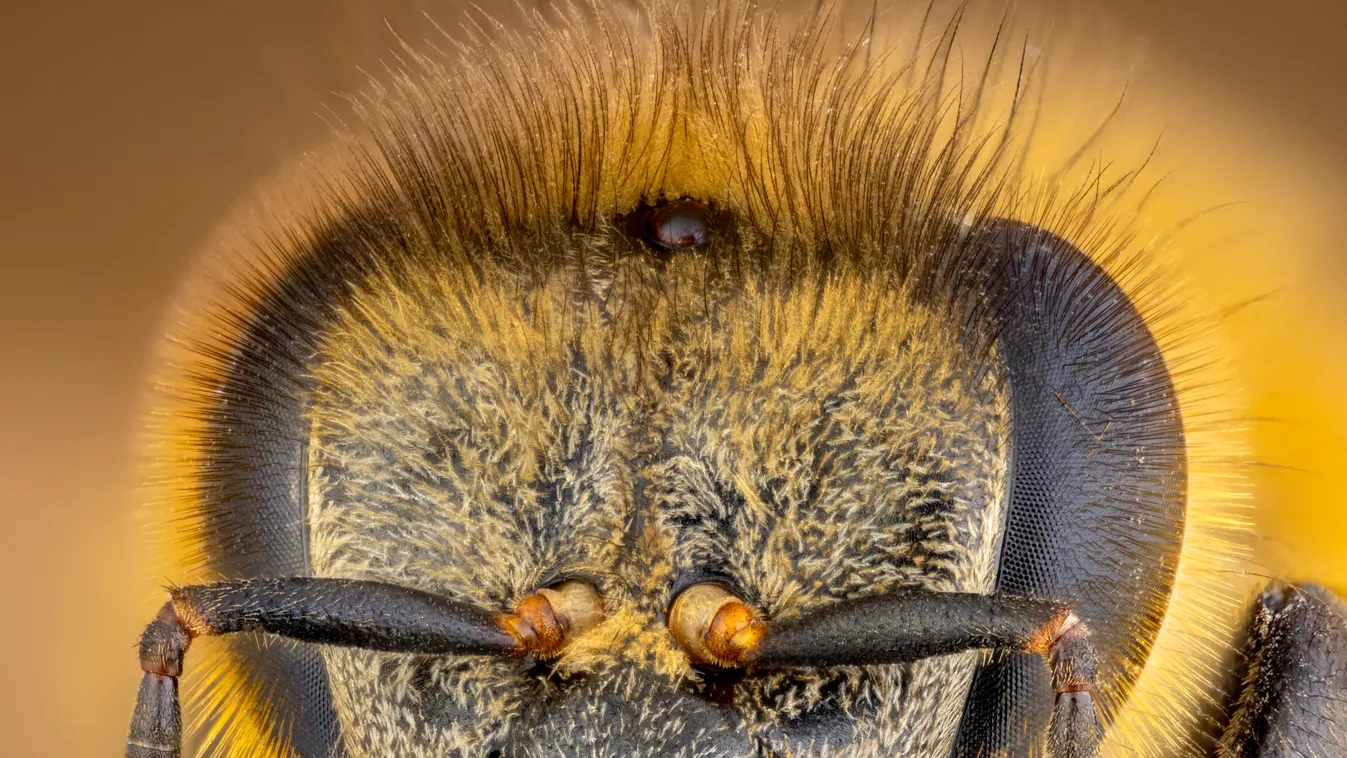 Méh (illusztráció) 