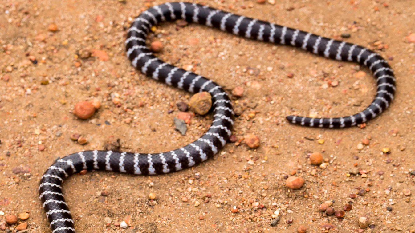 kígyó, Vermicella parscauda 