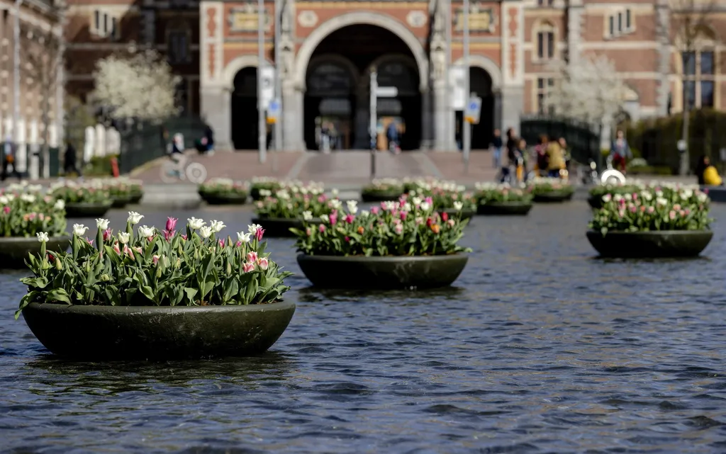 tulipán, tavasz, Amszterdam, Hollandia 