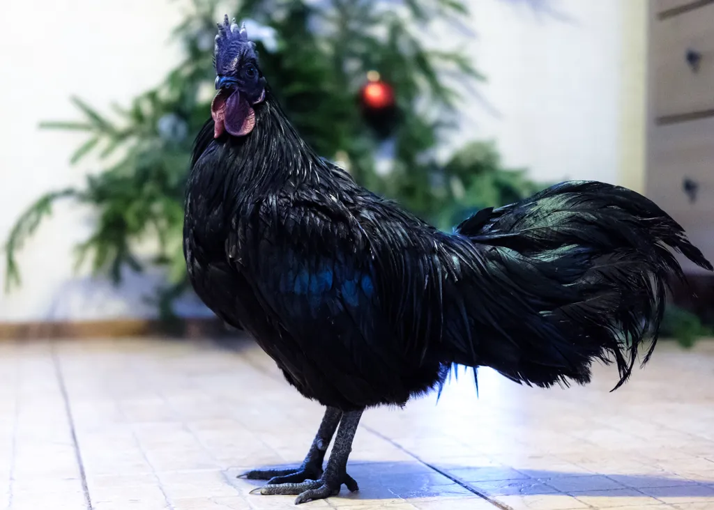 Mutatjuk a világ legdrágább ételeit, Ayam Cemani fekete csirke 